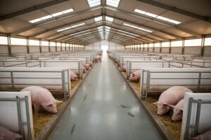 Danska ima dvostruko više svinja nego stanovnika