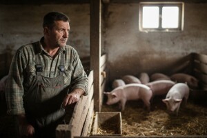 Dao bi prasiće za džabe, da mu nisu na trošku
