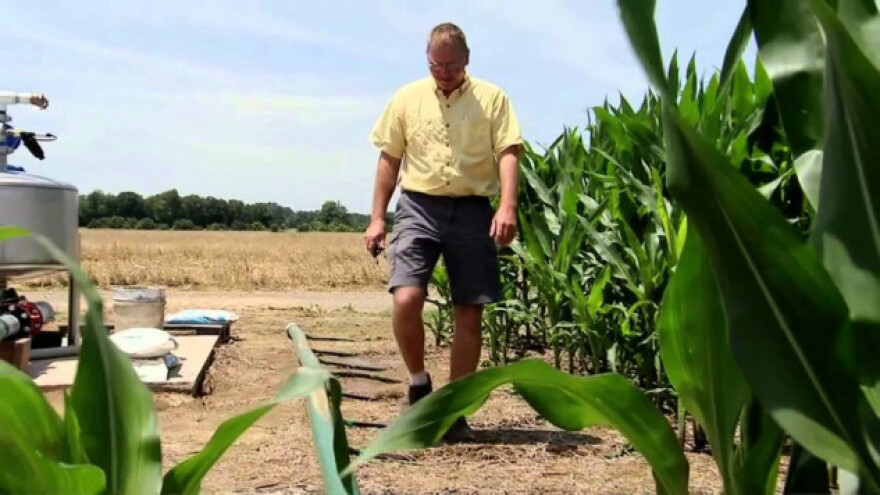 Hula opet oborio rekord s preko 36 t/ha kukuruza!