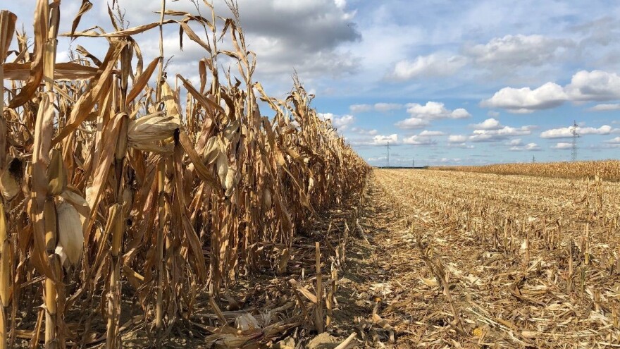 DZS procjena: uljarice i kukuruz u porastu, šećerne repe sve manje