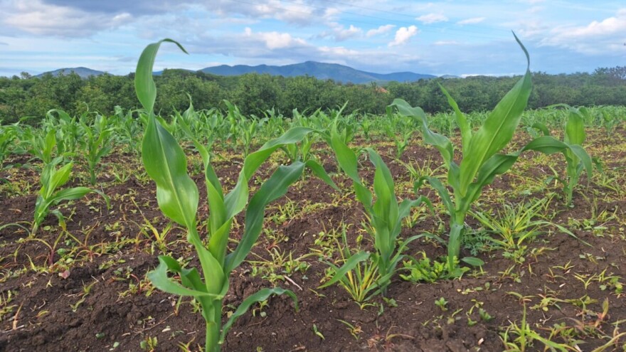 RMHZ: Očekuje se prvi toplotni talas, temperature i do 36°C