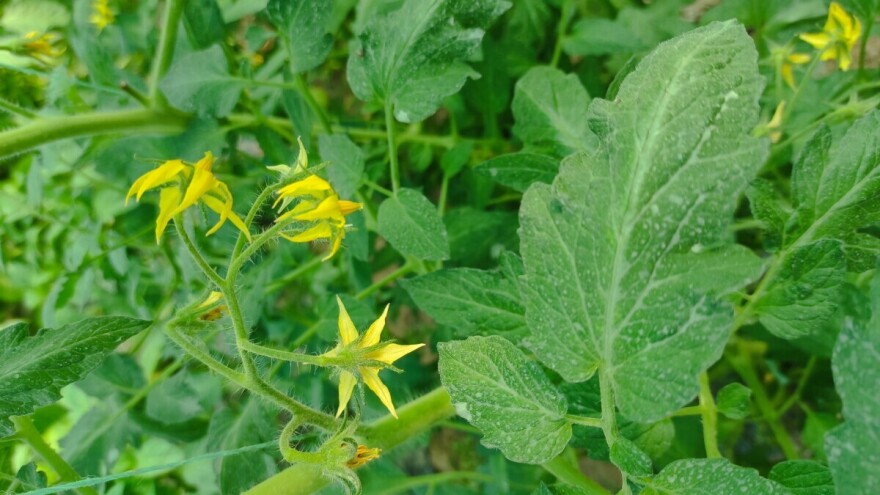 Paradajzov moljac napada usjeve - kako se riješiti ove štetočine?
