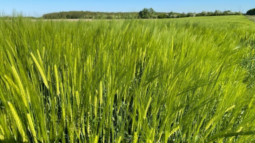 Vaši: U maju najviše ugrožene strnine, korisni insekti mogu pomoći