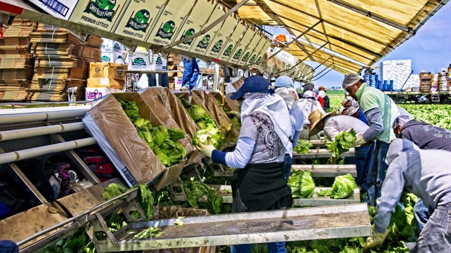 U Nemačku nikad više, ni na odmor! Sezonci razočarani i u strahu od represije