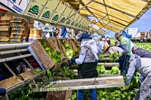 U Njemačku nikad više, ni na odmor! Sezonci razočarani i u strahu od represije