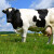 Krava rekorderka: U 14 godina dala 220.000 kg mlijeka