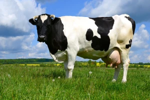 Krava rekorderka: U 14 godina dala 220.000 kg mleka