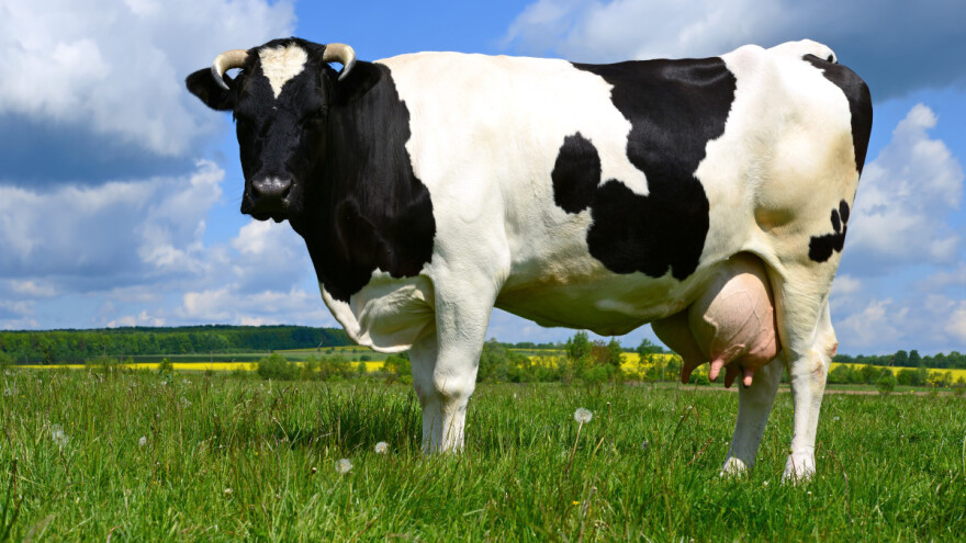Krava rekorderka: U 14 godina dala 220.000 kg mleka