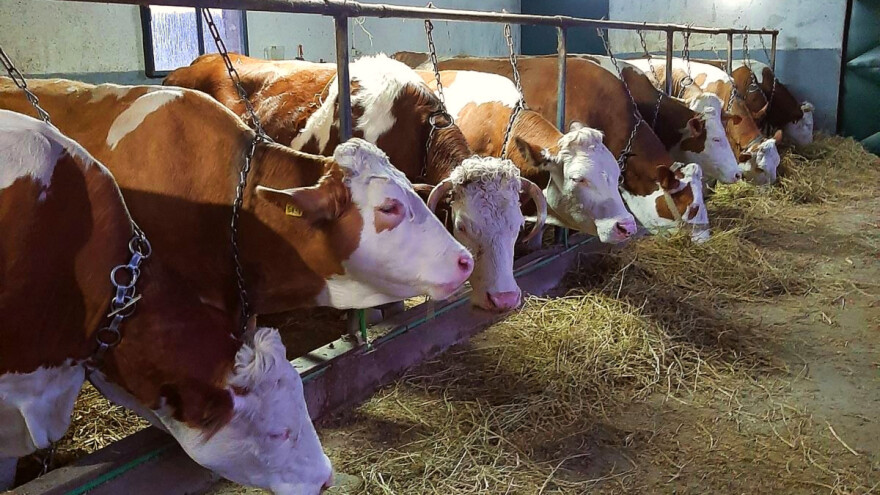 Uz pomoć stručnjaka povećao količinu mleka i rešio problem steriliteta kod krava