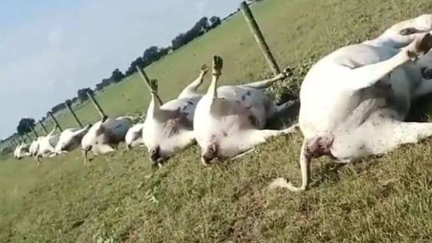 Udar groma ubio 15 krava i osam teladi