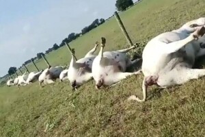 Udar groma ubio 15 krava i osam teladi