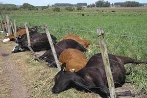 Opasnosti od otrovnog bilja tijekom ispaše