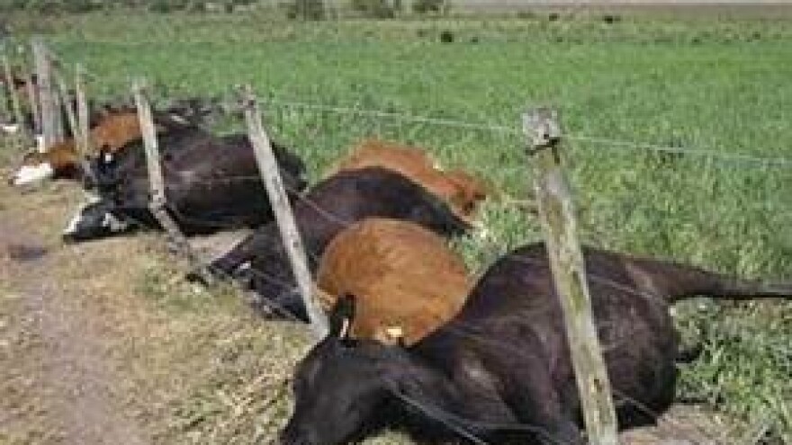 Opasnosti od otrovnog bilja tijekom ispaše