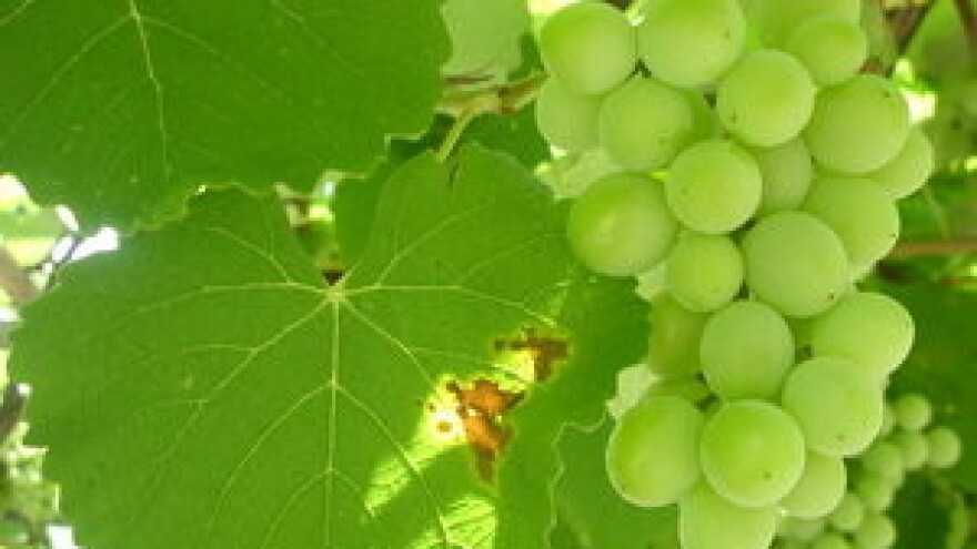 Iločki podrumi nakon Pariza, osvojili i London