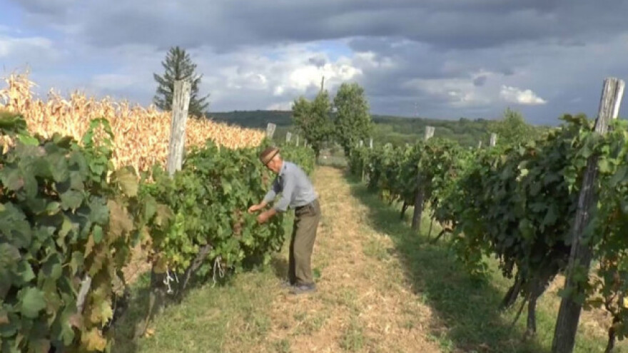 Vinograd od milion dolara