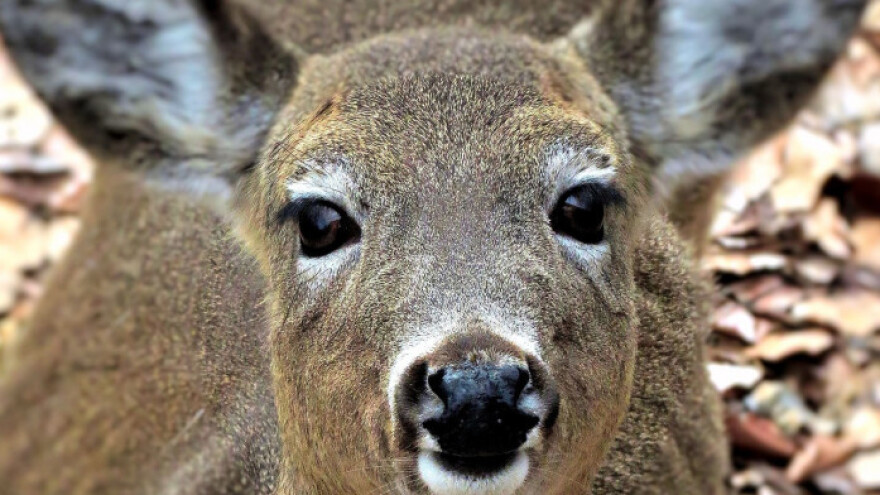 Javnost savjetuje o Zakonu o lovstvu