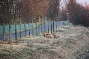 Naletjela na srnu, lovačka udruga isplaćuje štetu
