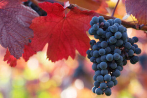 Opravdana kuknjava vinogradara