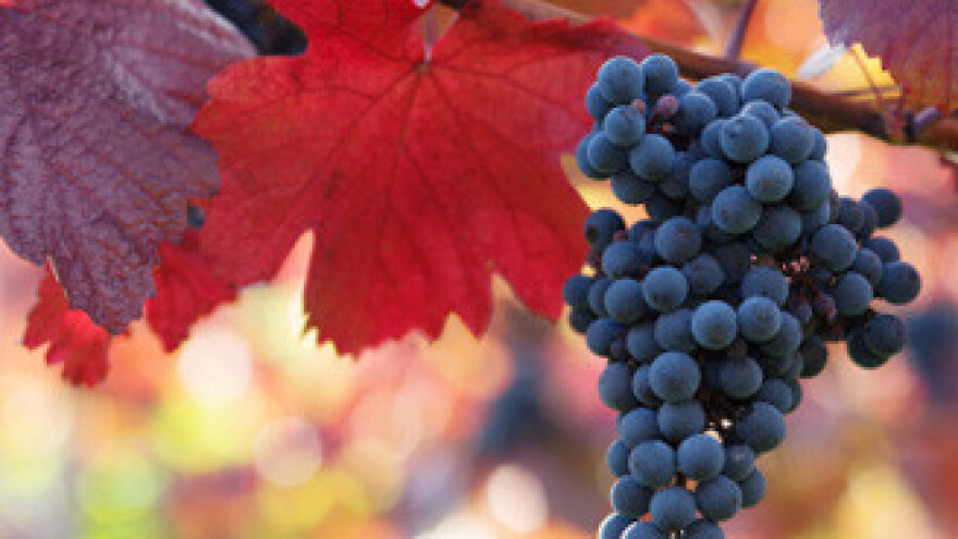 Opravdana kuknjava vinogradara