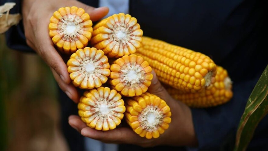 Hibridi kukuruza za visok prinos