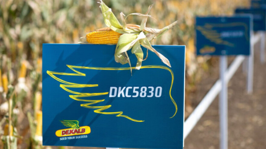 HD hibridi za veći potencijal prinosa!