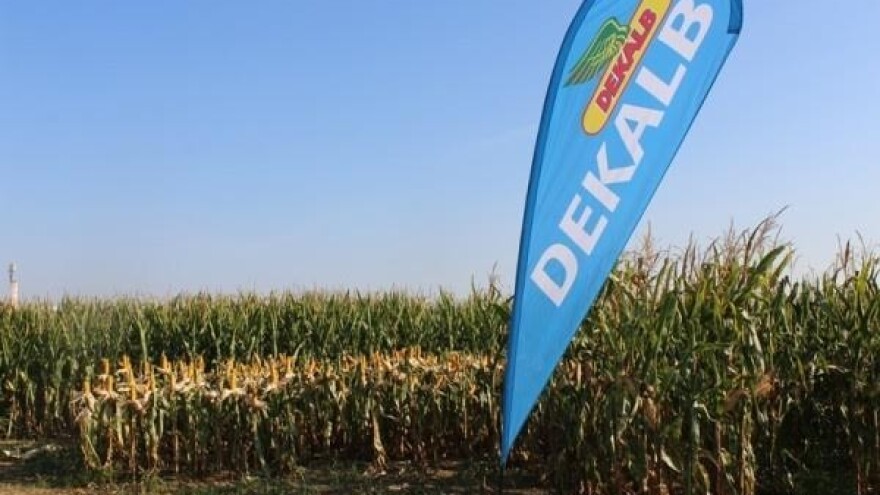 Dekalb predstavlja nove hibride kukuruza!