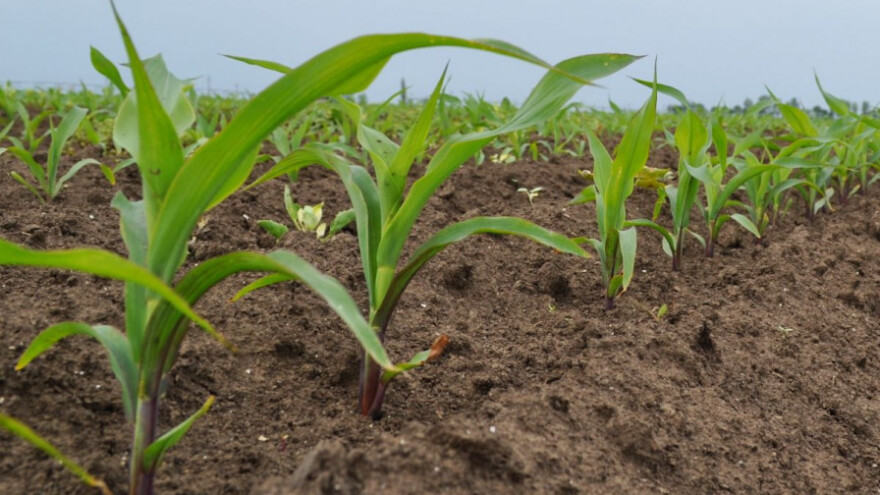 Visok prinos uz pravovremene agrotehničke mjere