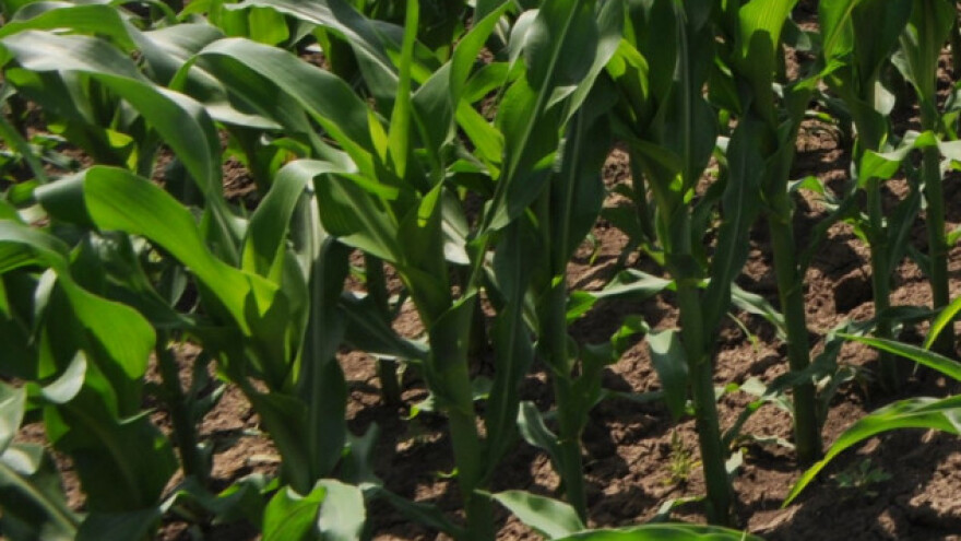 Visok prinos uz pravovremene agrotehničke mere
