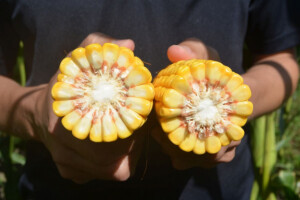 Prinosi kukuruza i do 19 t/ha