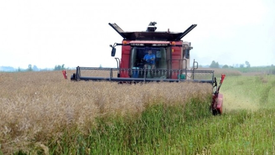 Odlični prinosi DEKALB uljane repice!