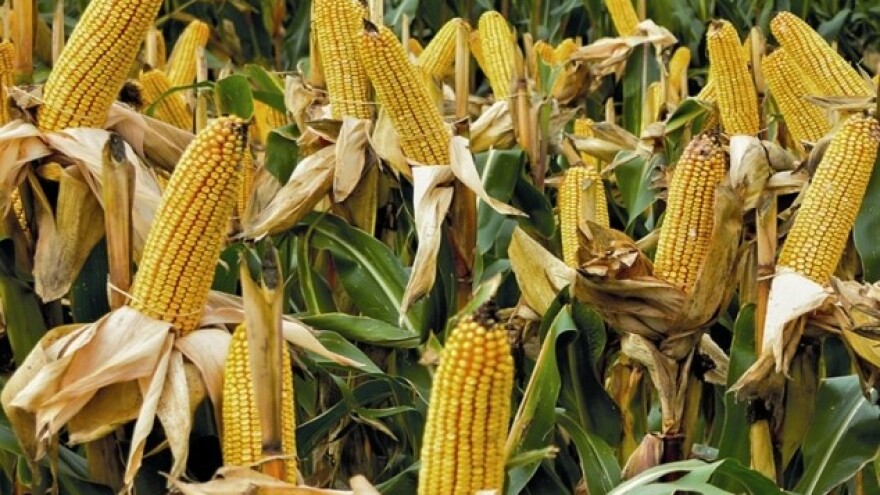 Rezultati ogleda kukuruza i preporuke za sezonu 2016