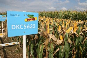 Dekalb predstava - u glavnoj ulozi kukuruz!
