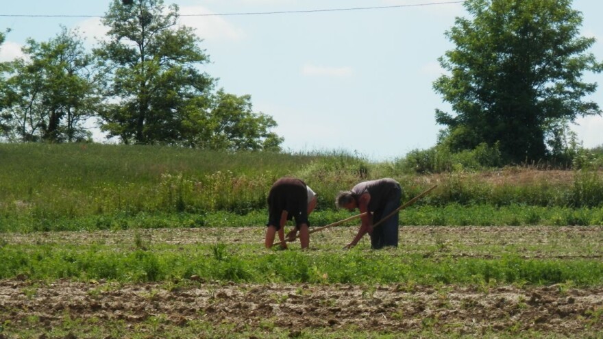 Diljem svijeta prava seljaka svakodnevno se krše - takve prakse moraju prestati!