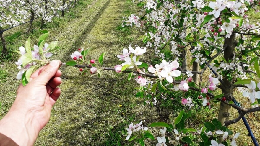 Uzgoj jabuka: Zašto je rađanje jednogodišnje grane nepoželjno?