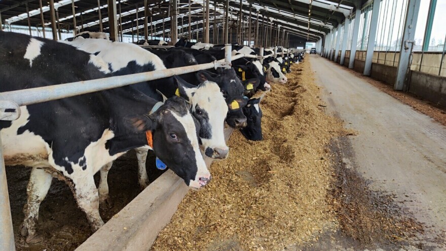 Mlekari i stočari traže hitan sastanak sa ministrom poljoprivrede