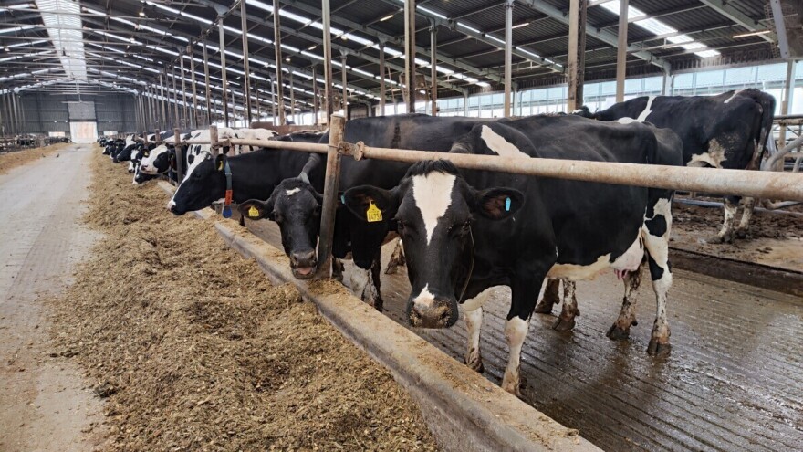 Ishrana krava u periodu zasušenja je veoma važna. Kako treba da izgleda?