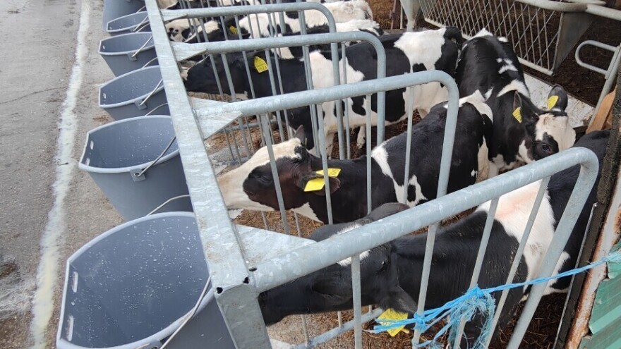 Telad do 600 din/kg, ima li novog poskupljenja svinja?