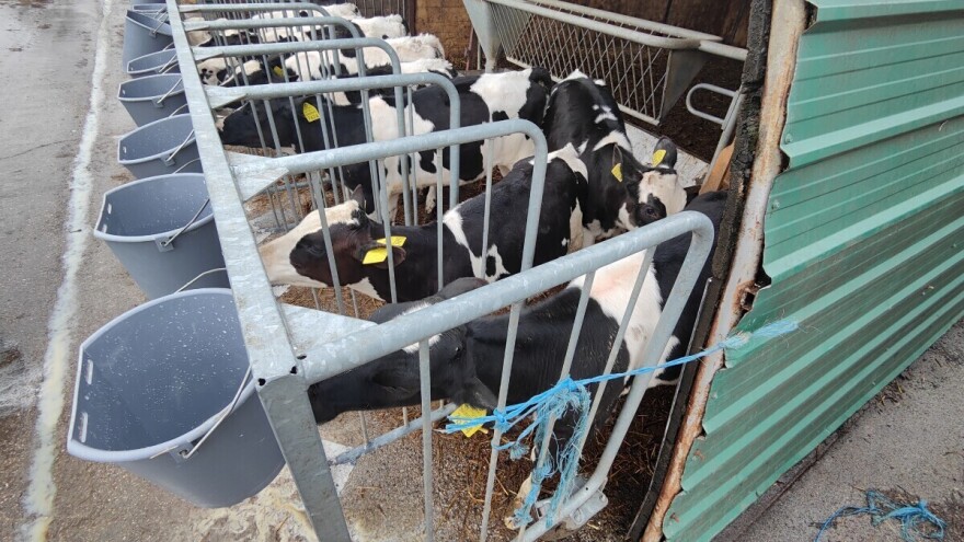 Pravilno hranjenje teladi od prvog dana - korak po korak