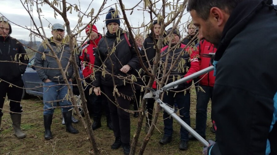 Kako pravilno obaviti rezidbu lijeske?