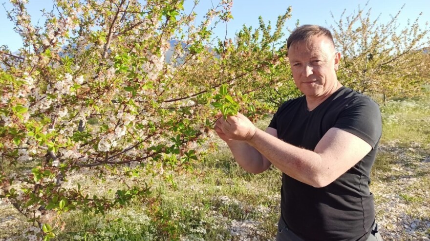 Voćnjak višnje maraske Denisa Rubića slovi za najveći u Europi