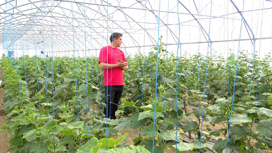OPG Škorvaga u plastenicima koristi vlastite bumbare: Bježe, ali znaju se vratiti