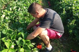 OPG Škorvaga: Dosadili su vam proizvodi s kišnih kineskih ravnica? Potražite proizvode s bogate slavonske ravnice