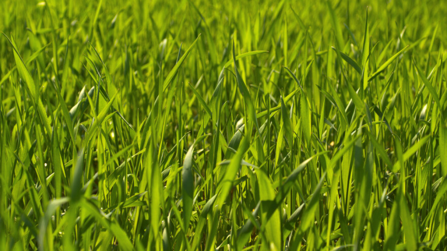 Zašto je dobro posijati raž prije povrća?