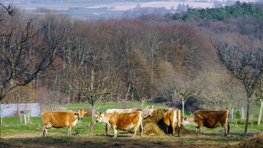 Ovogodišnji januar najtopliji u istoriji Evrope