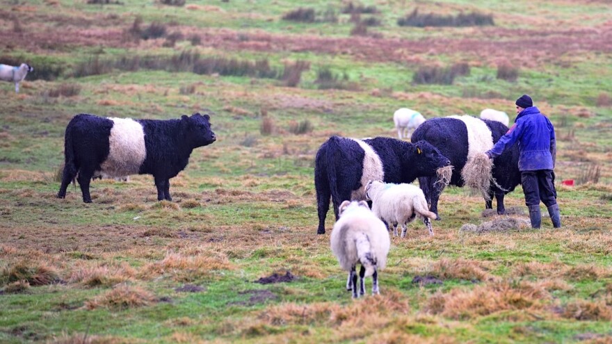 Stočari na Novom Zelandu će plaćati za emisije metana