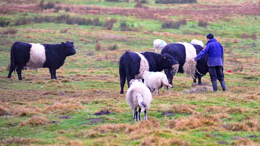 Hoće li nakon Brexita Britanci ukinuti potpore po hektaru?