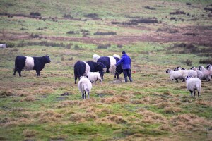 Objavljeni podaci: Ovaca imamo najviše, a koliko je goveda?