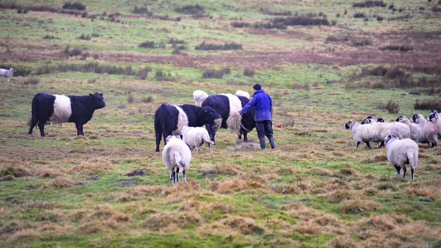 Objavljeni podaci: Ovaca imamo najviše, a koliko je goveda?