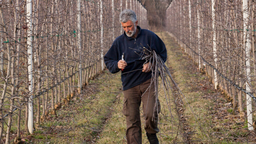 Pregledajte voćnjak za manje problema u vegetaciji
