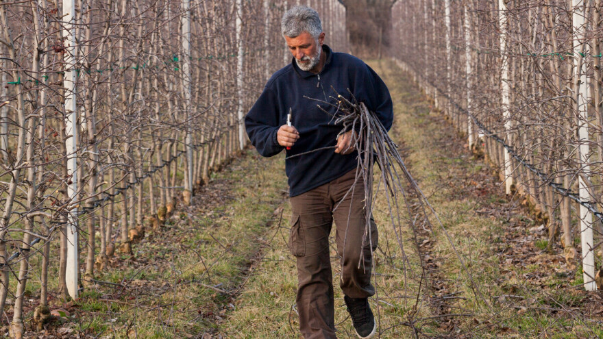 Spas voćarstva: Stabilni podsticaji i naučni pristup u borbi sa klimatskim promjenama